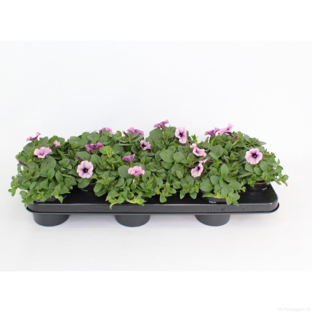 Petunia Blue Vein Surfinia 15cm 510cm Pot