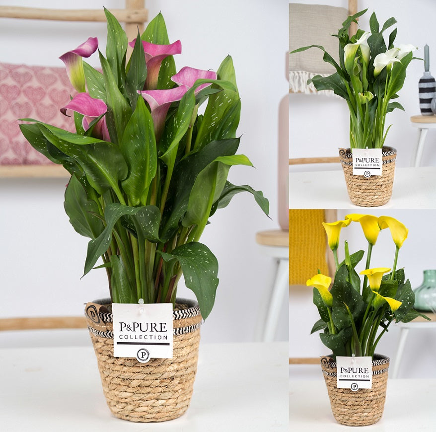 Zantedeschia 40cm 12cm Pot