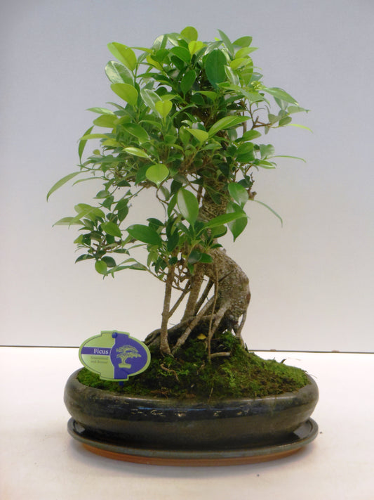 Bonsai Mix 45cm 29cm Pot