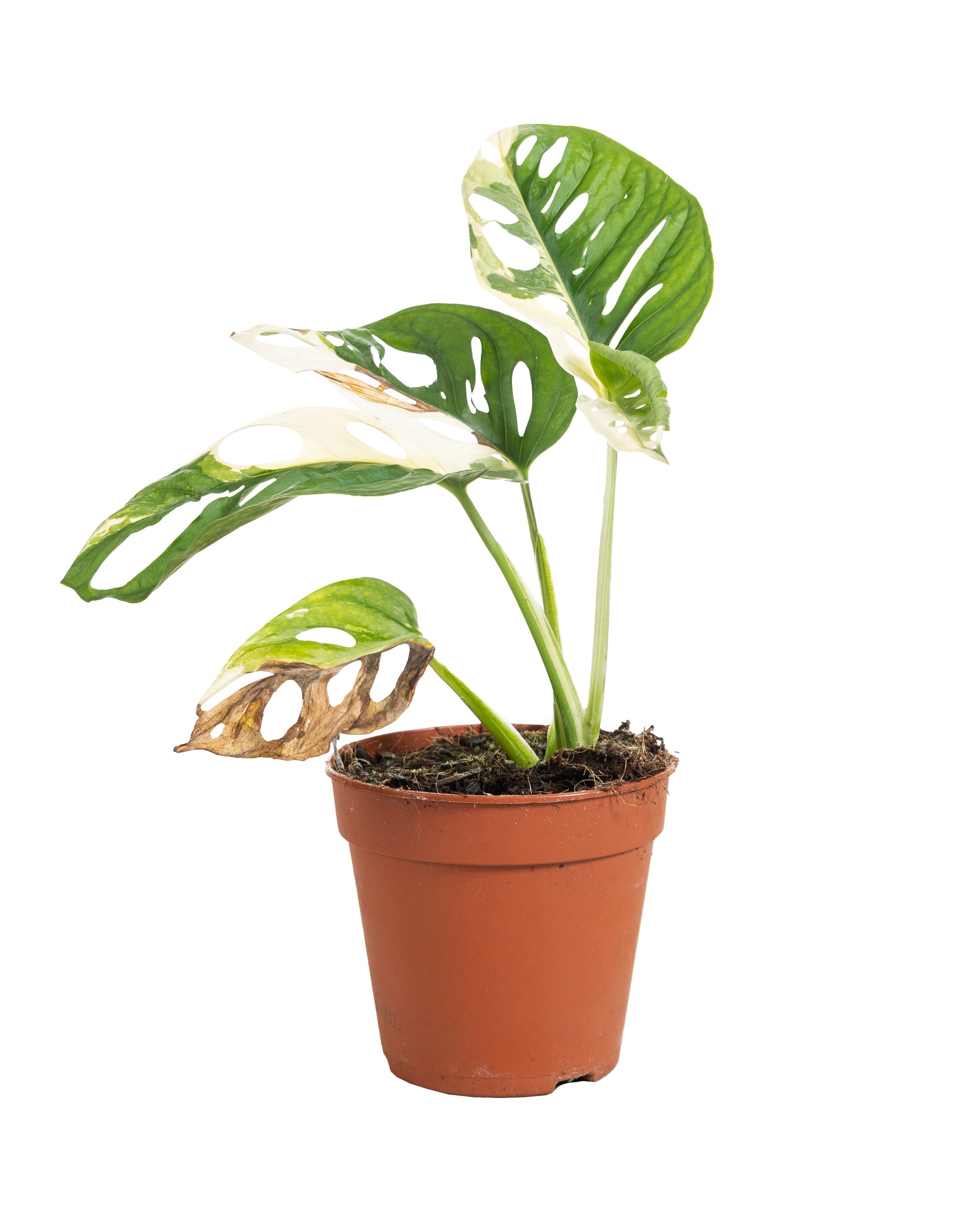 Monstera adansonii 25cm 12cm Pot