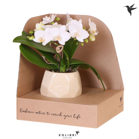 Phalaenopsis multiflora white 30cm 9cm Pot