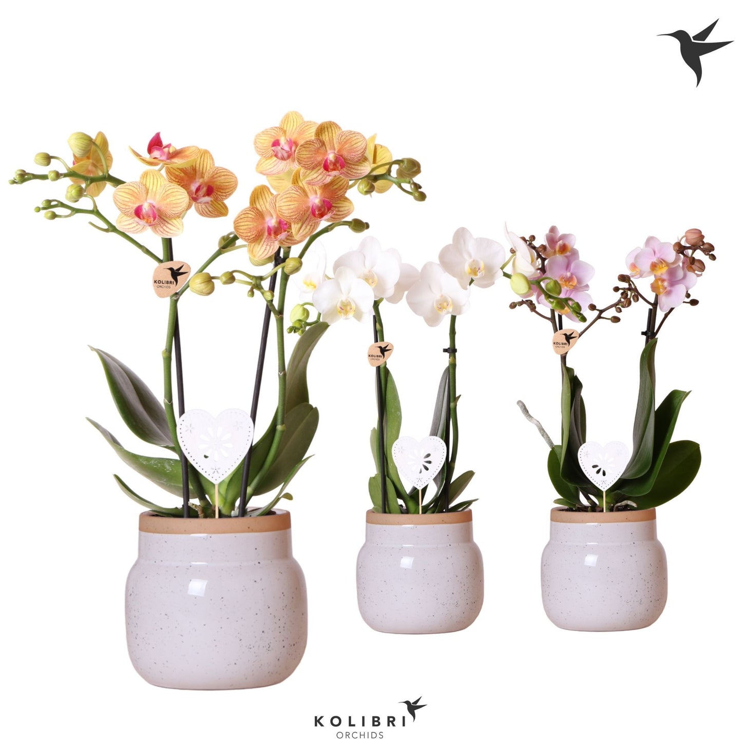 Kolibri Orchids Phalaenopsis mix 2 spike in Vintage Bowl white 40cm 9cm Pot