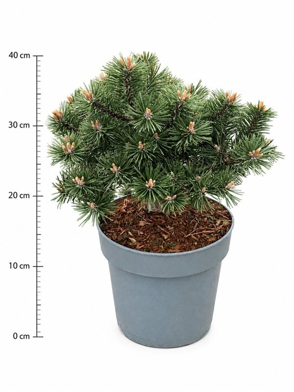 Pinus mugo Humpy 60cm 23cm Pot