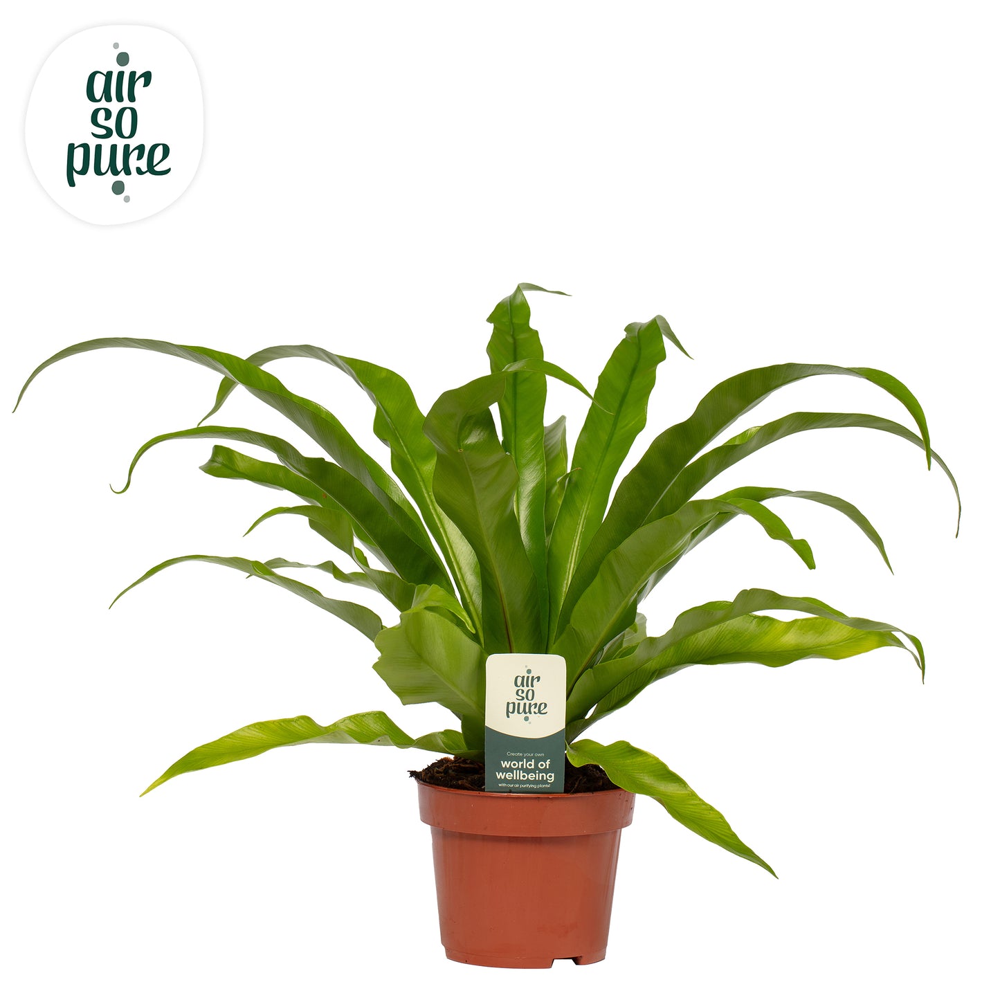 Asplenium antiquum 30cm 12cm Pot