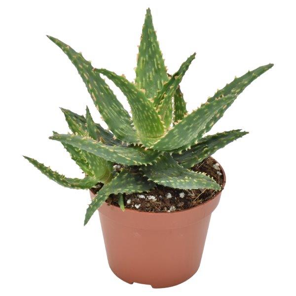 Aloe Safari Thiba 15cm 510cm Pot