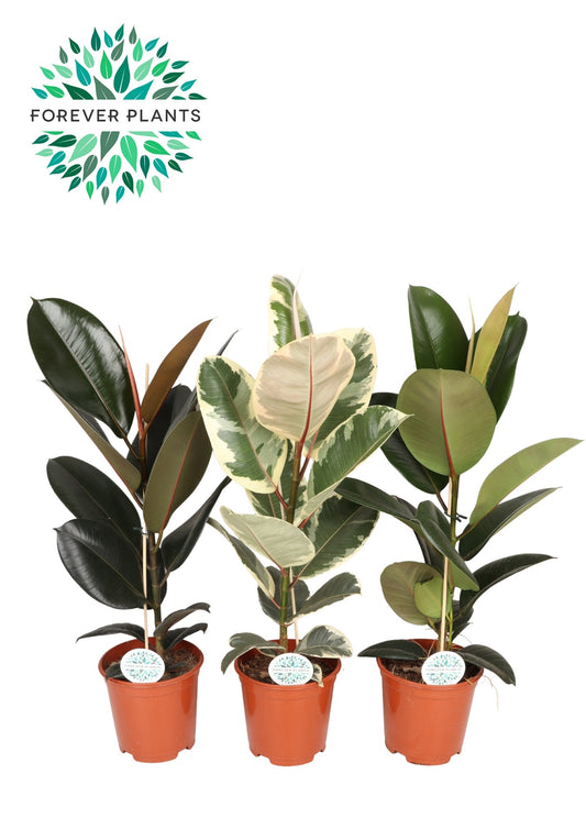 Ficus elastica 80cm 21cm Pot