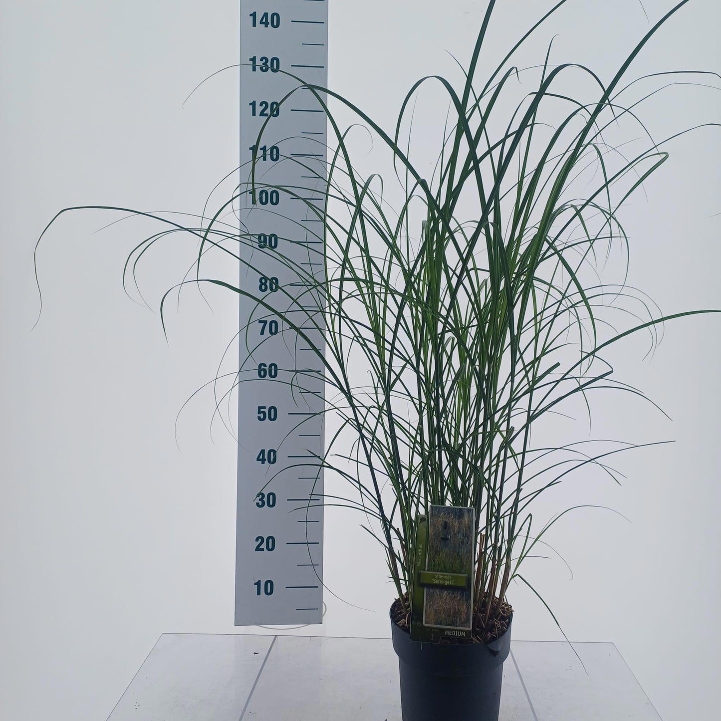 Miscanthus sinensis 120cm 23cm Pot