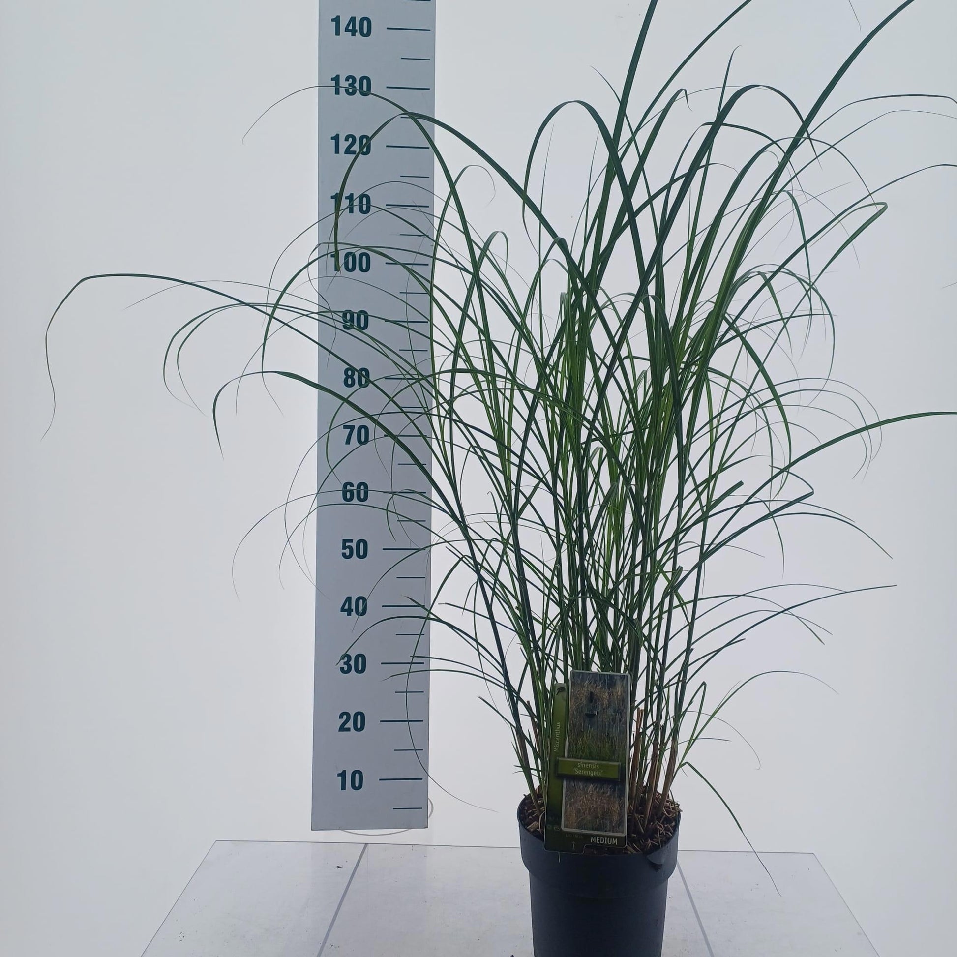 Miscanthus sinensis 120cm 23cm Pot