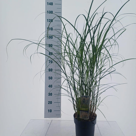 Miscanthus sinensis 120cm 23cm Pot