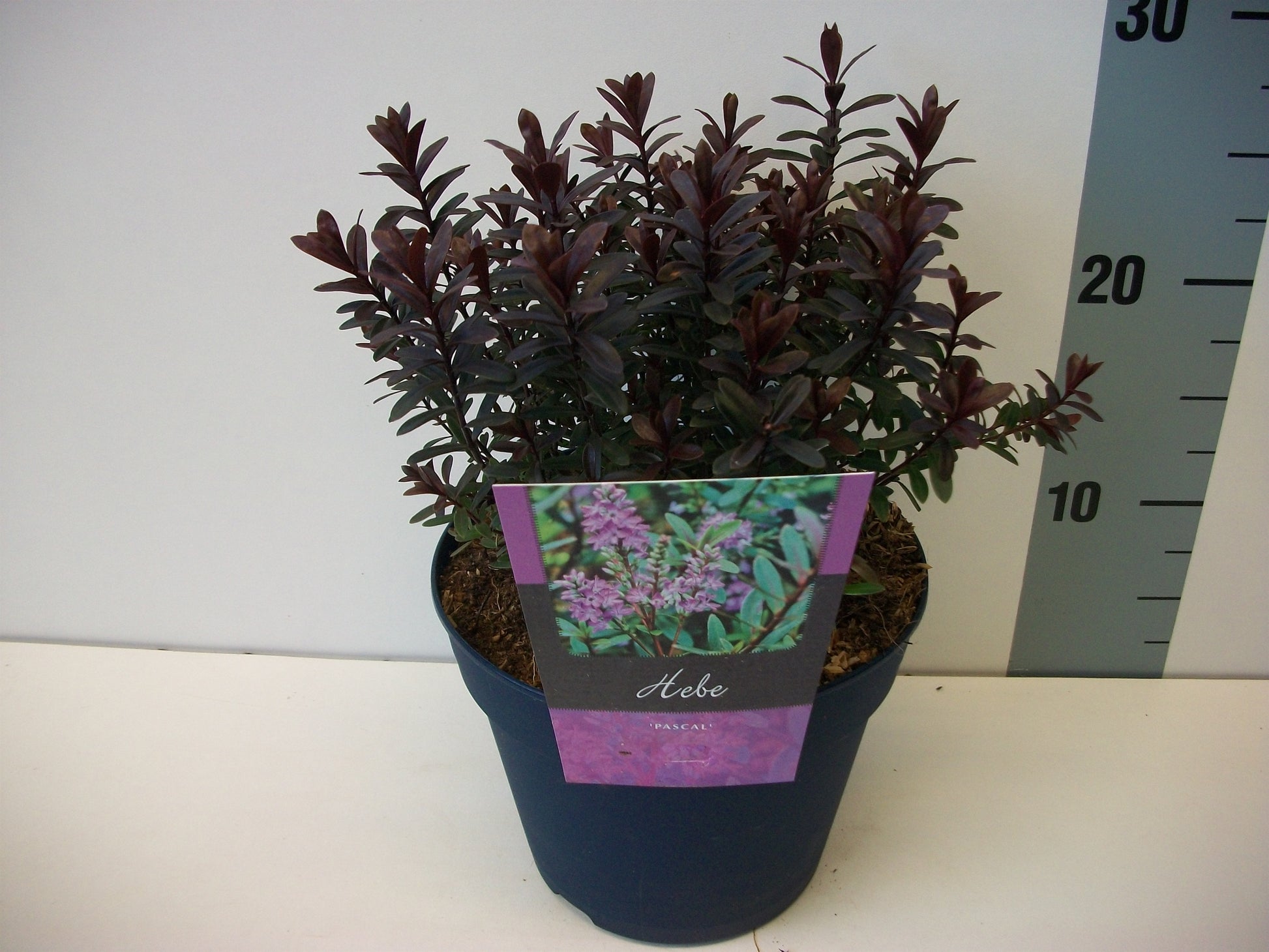 Hebe Pascal 28cm 17cm Pot