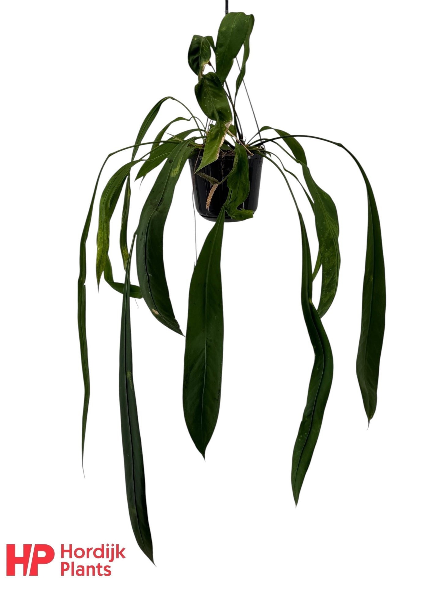 Hordijk Plants Anthurium andraeanum Pack of 7