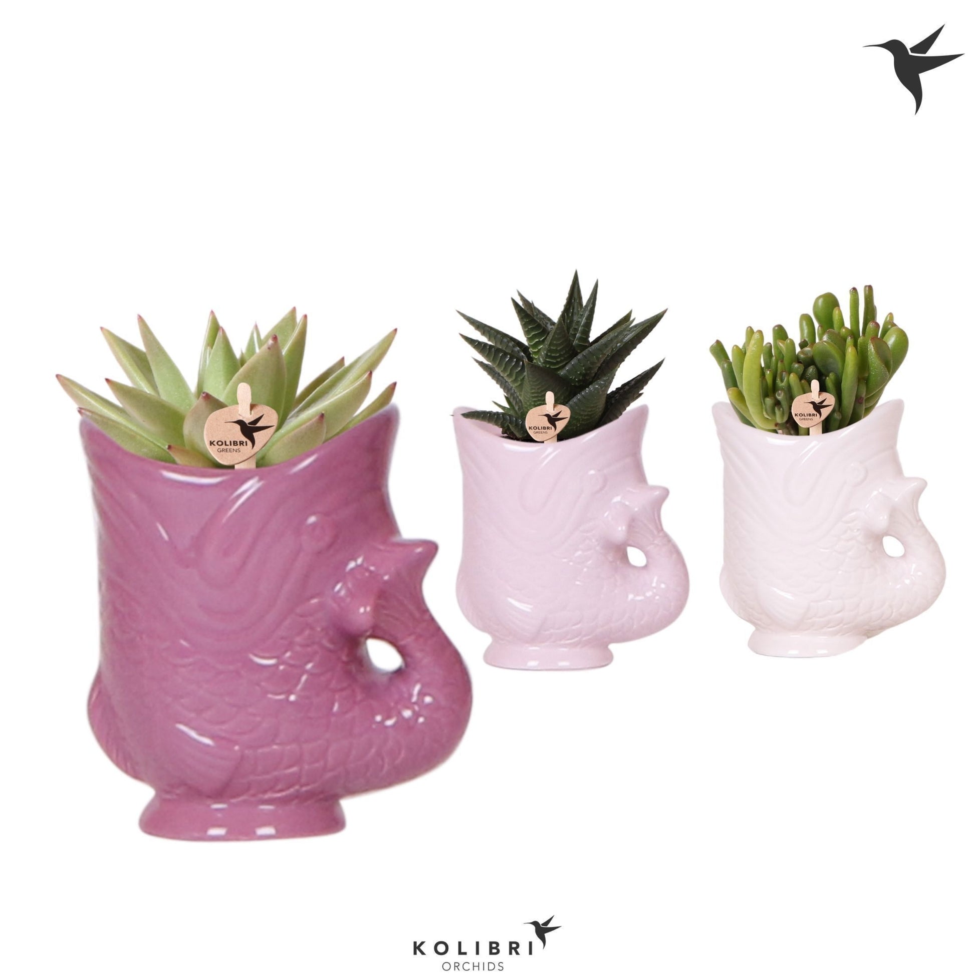 Succulent mix 16cm 6cm Pot