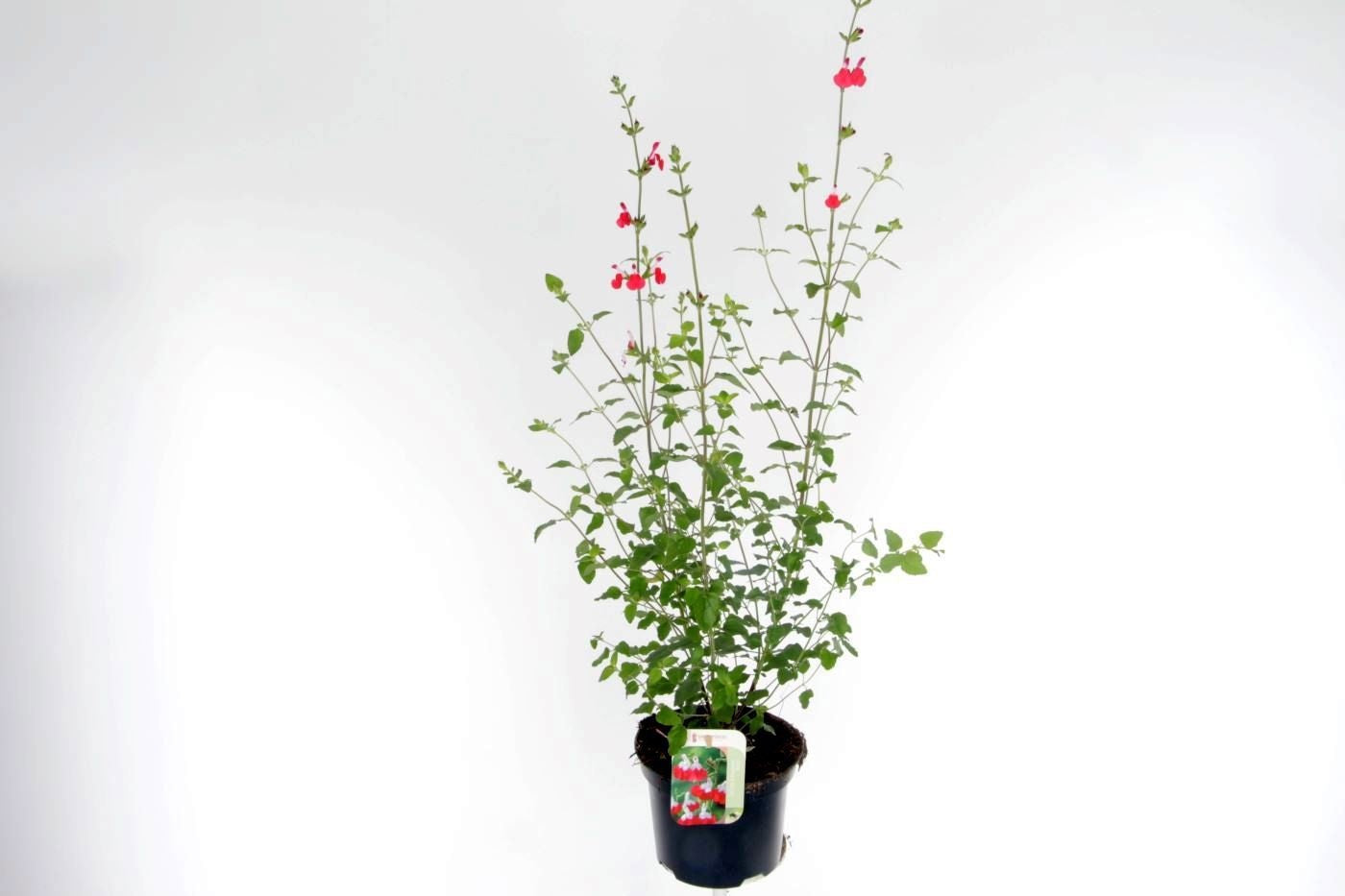 Salvia microphylla 80cm 17cm Pot