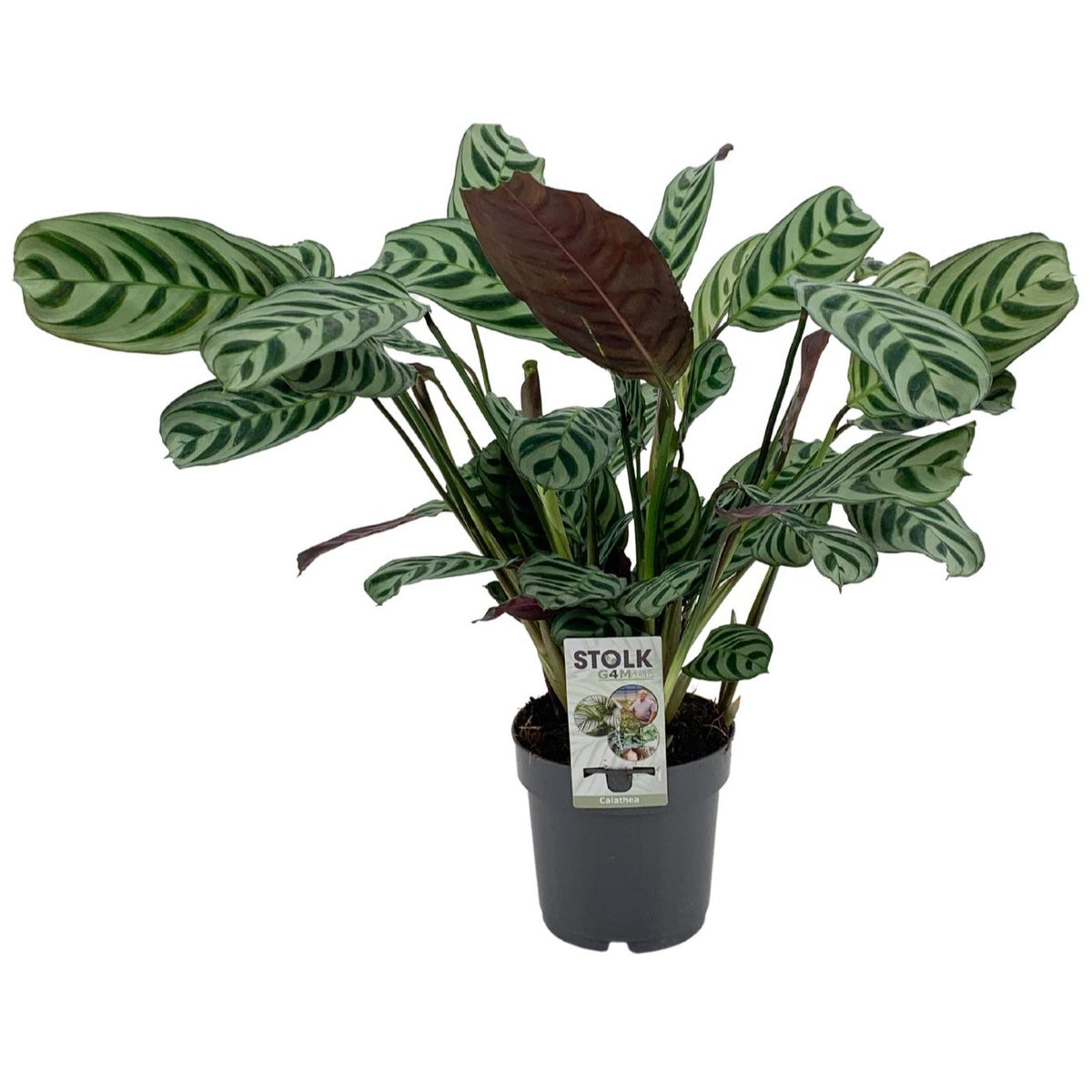 Ctenanthe burle-marxii 40cm 14cm Pot