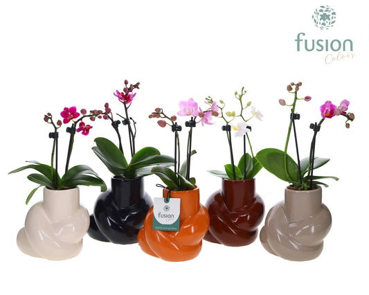Keramiek knooppot met Phalaenopsis 25cm 12cm Pot