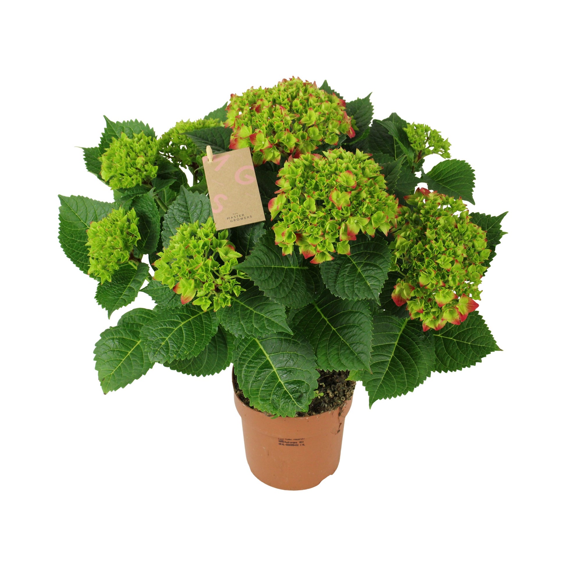 Hydrangea Hi Tornado 40cm 14cm Pot
