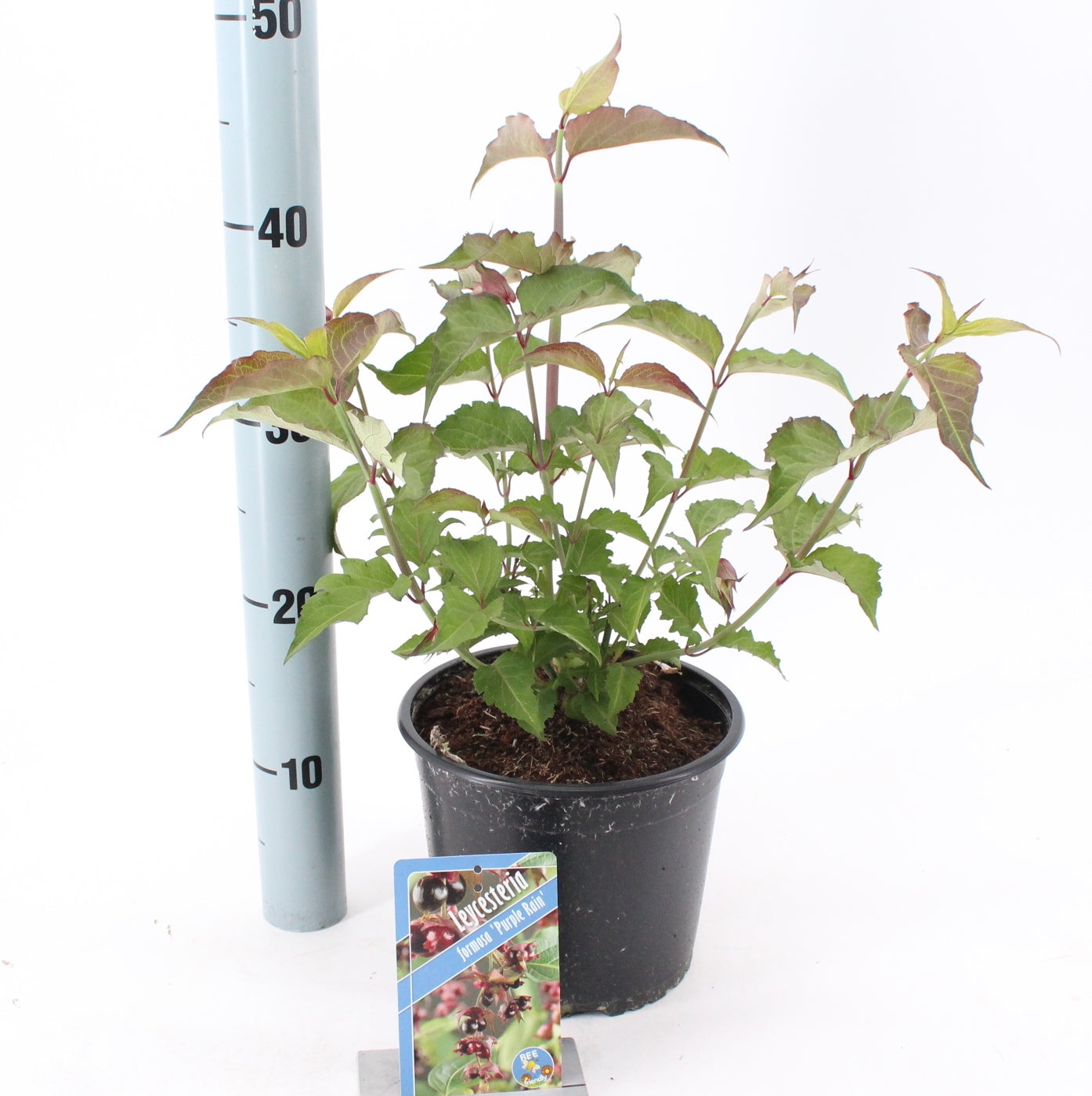 About Plants Zundert BV Leycesteria for. Purple Rain Pack of 1