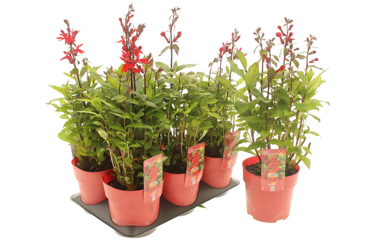 Lobelia spec. Starship Scarlet 15cm 15cm Pot