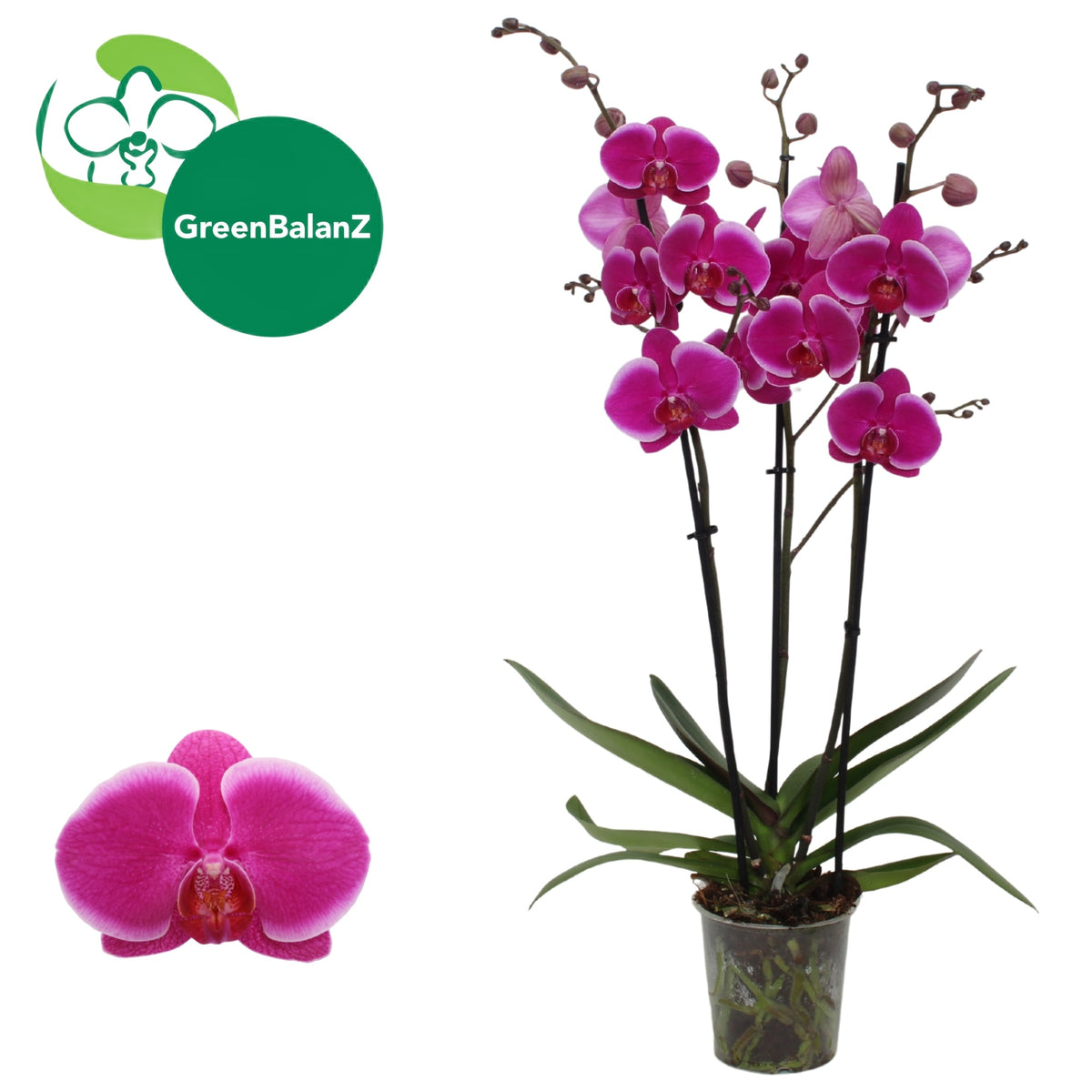 Phalaenopsis Durban 55cm 12cm Pot