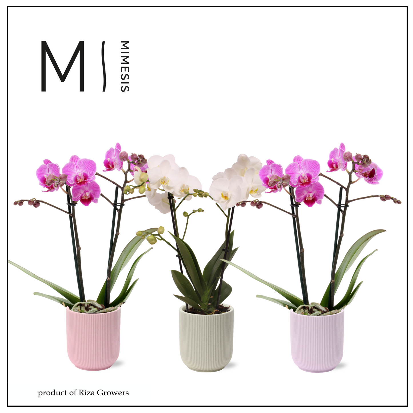Phalaenopsis mix 32cm 9cm Pot