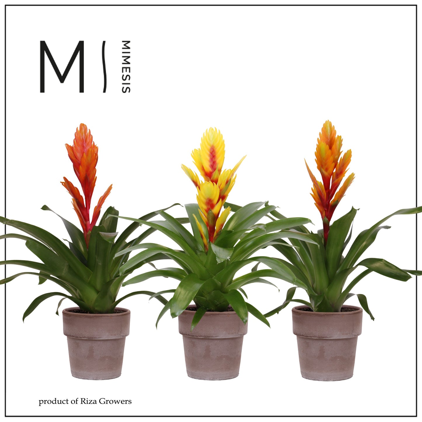 Vriesea mix 45cm 12cm Pot