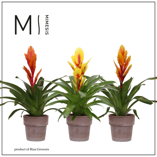 Vriesea mix 45cm 12cm Pot