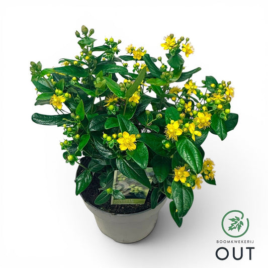 Hypericum Miracle Pistache 50cm 23cm Pot