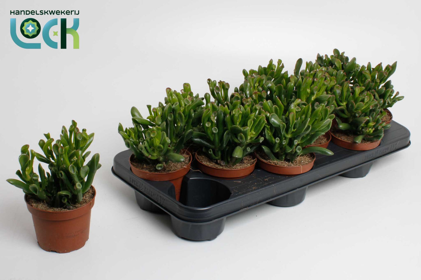 Crassula Horn Tree 15cm 10.5cm Pot