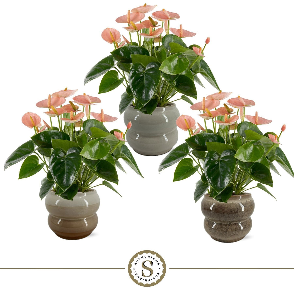 Anthurium Spirit 50cm 14cm Pot