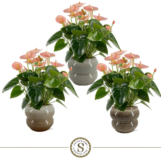 Anthurium Spirit 50cm 14cm Pot