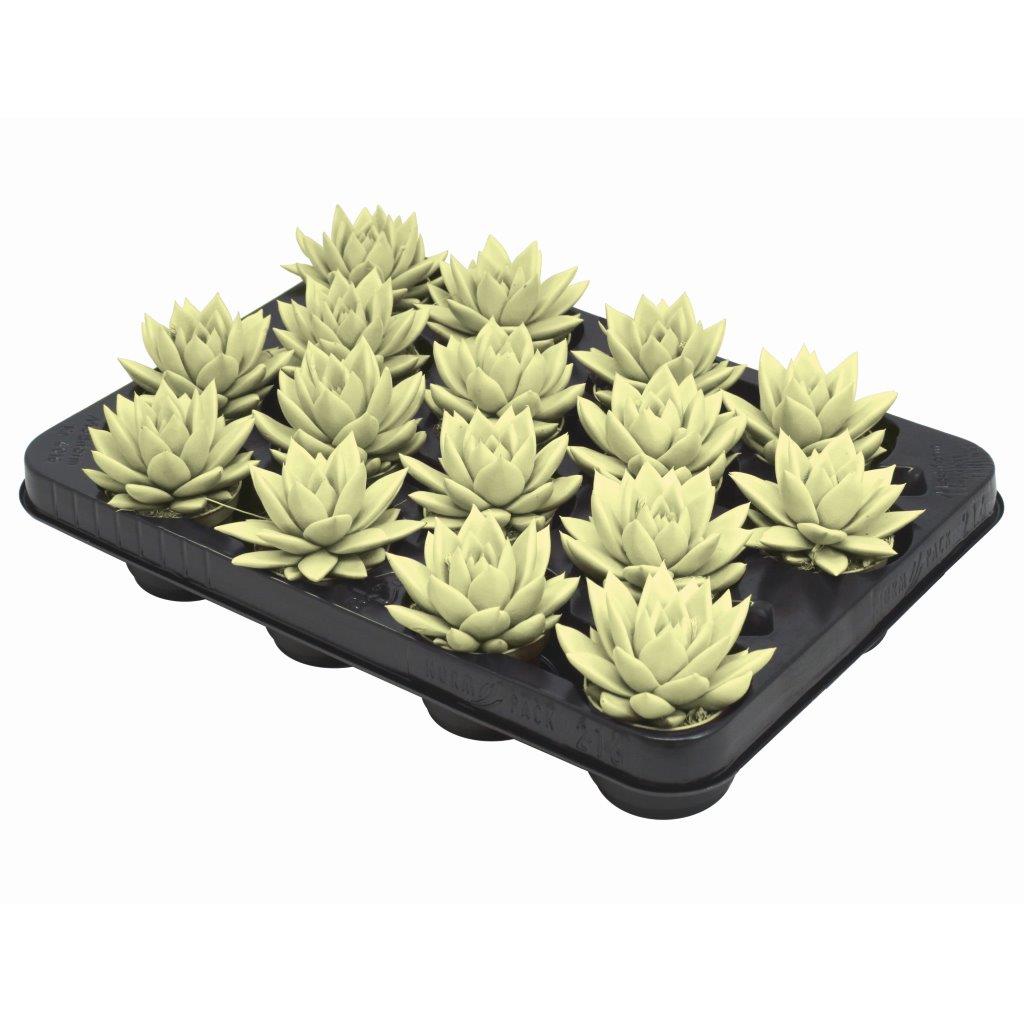 Echeveria colored yellow 8cm 6cm Pot