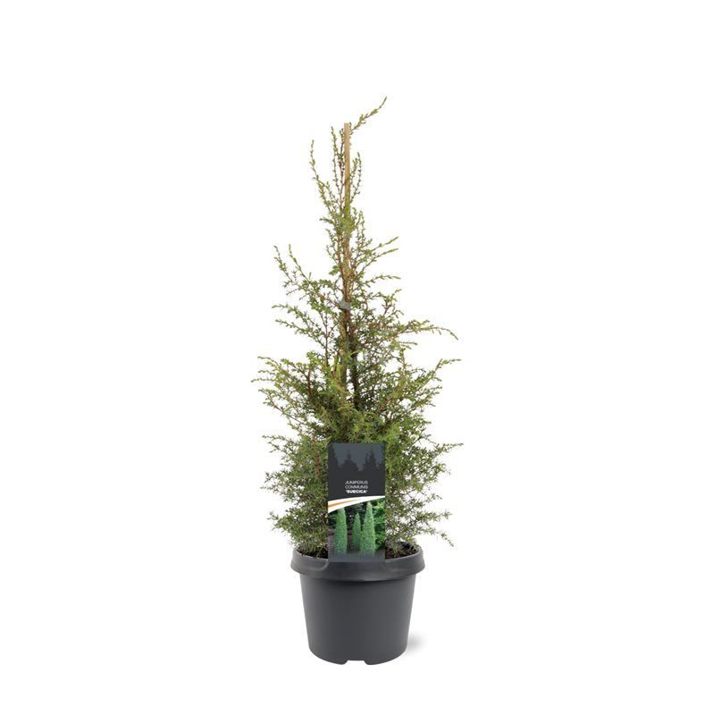 Bremmer Boomkwekerijen Juniperus Suecica Pack of 1
