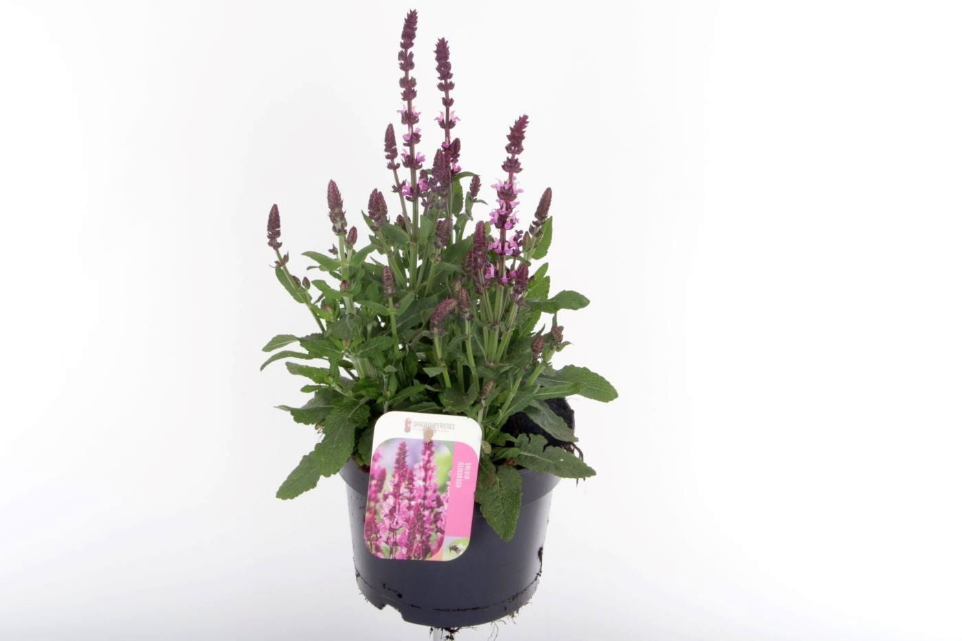 Salvia nem. Sensation Deep Rose 45cm 17cm Pot