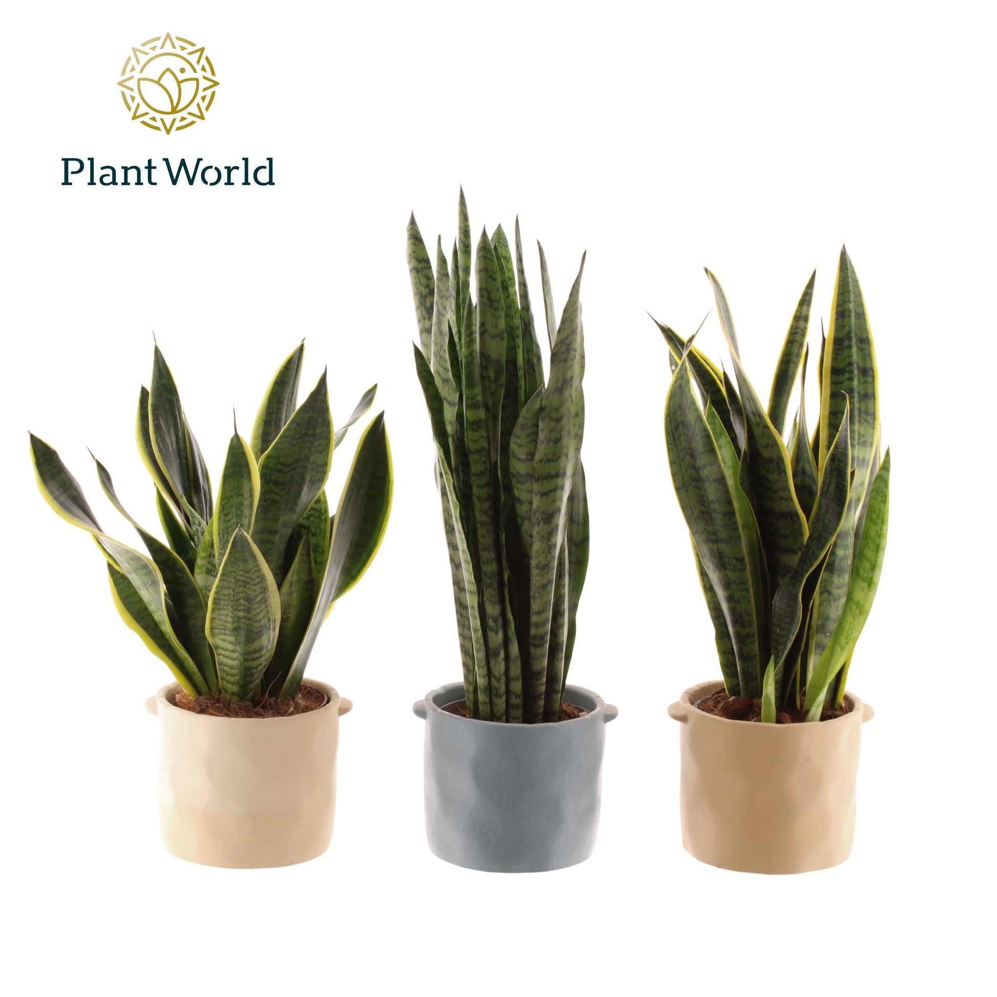 Sansevieria trifasciata 45cm 14cm Pot