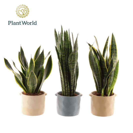 Sansevieria trifasciata 45cm 14cm Pot
