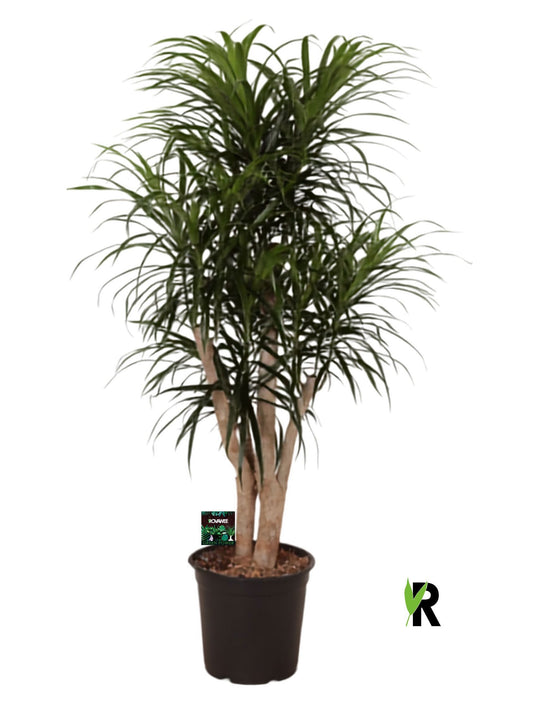 Dracaena ref. Anita 120cm 24cm Pot