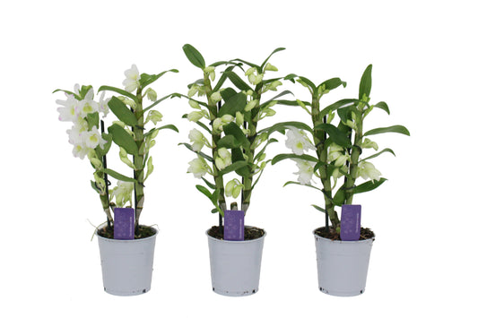 Dendrobium Apollon 40cm 12cm Pot