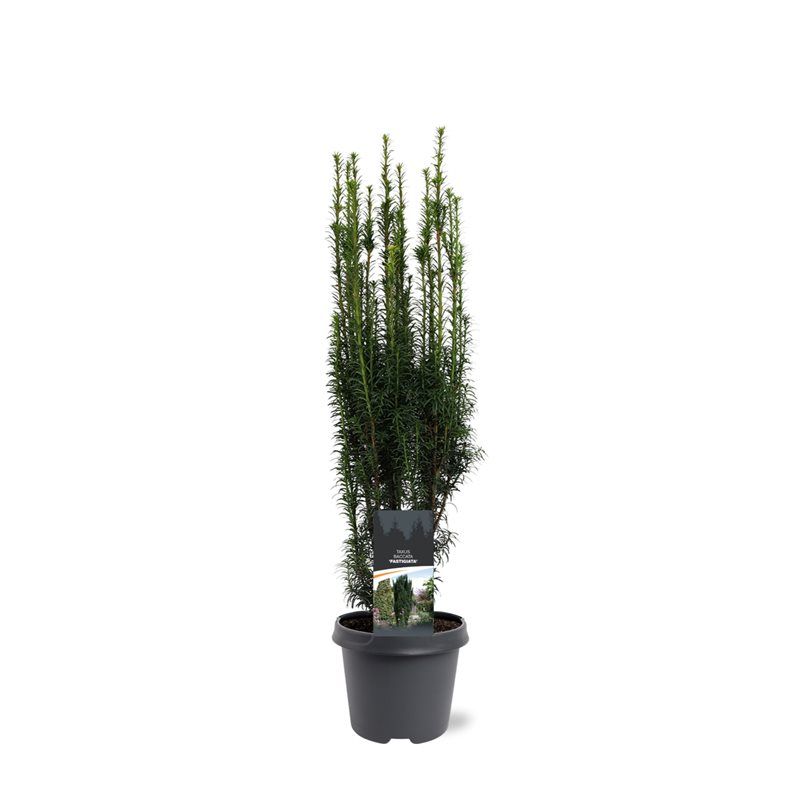 Taxus Fastigiata 70cm 23cm Pot