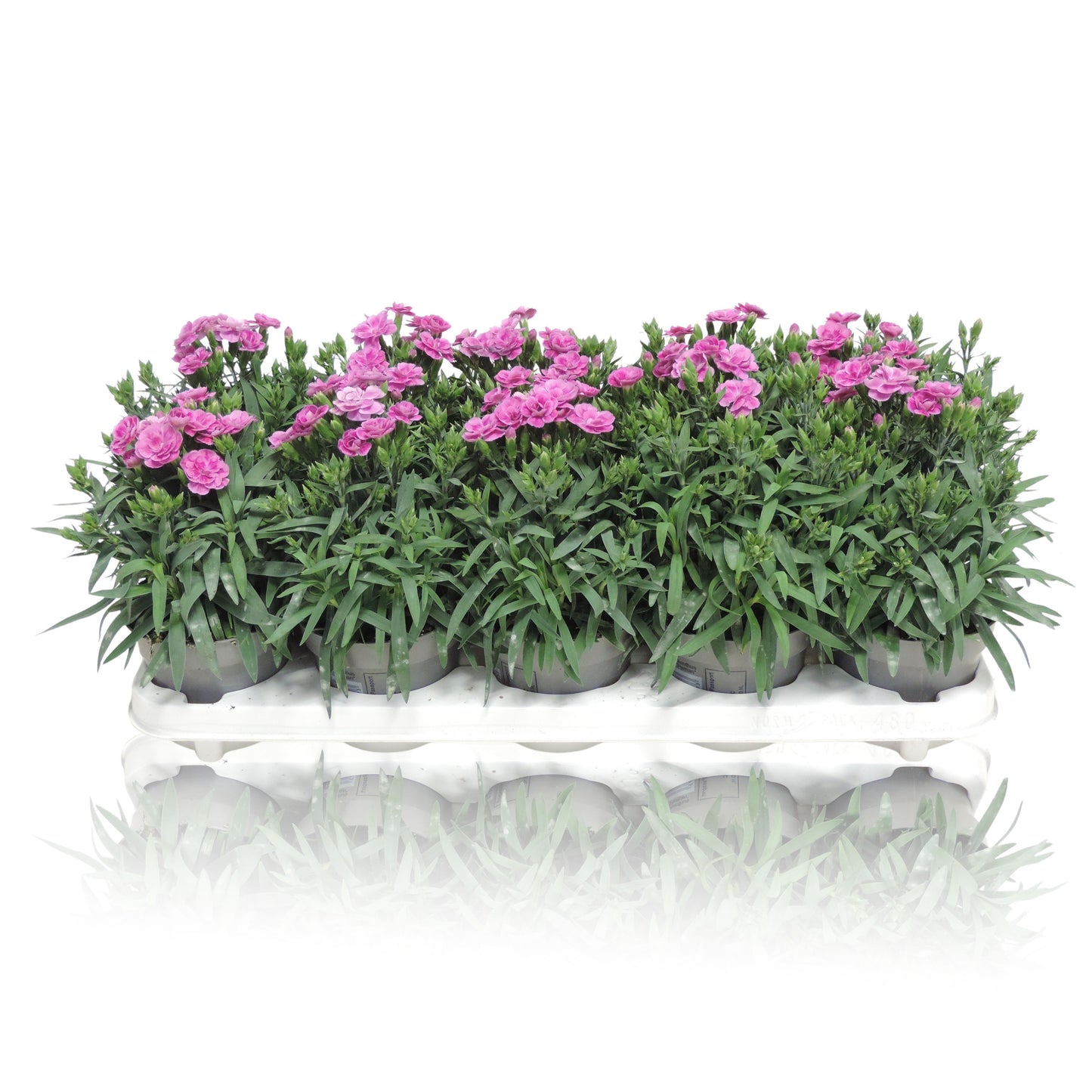 Dianthus Peman 27cm 12cm Pot