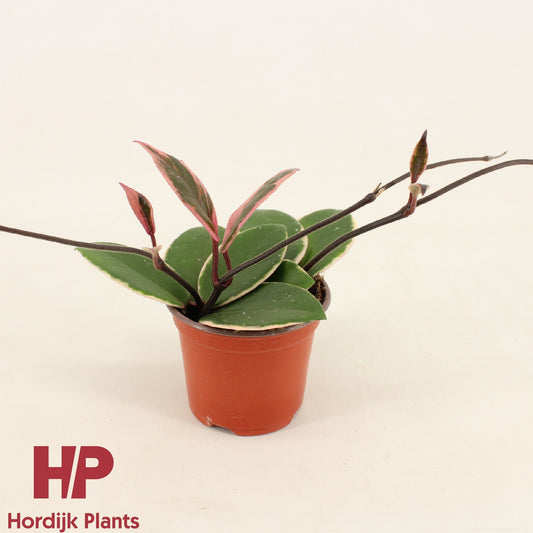Hoya car. Floraganza Flamingo Dream 16cm 9cm Pot