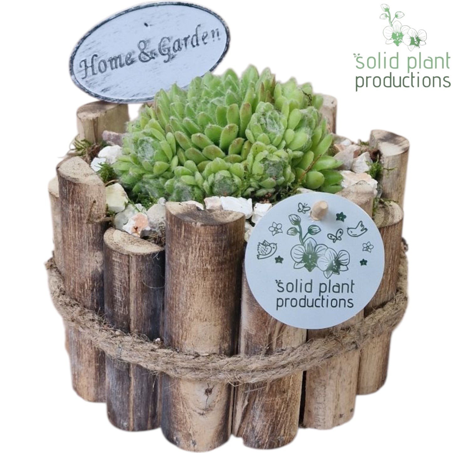 SMP009 Milano Small Sempervivum 20cm 17cm Pot