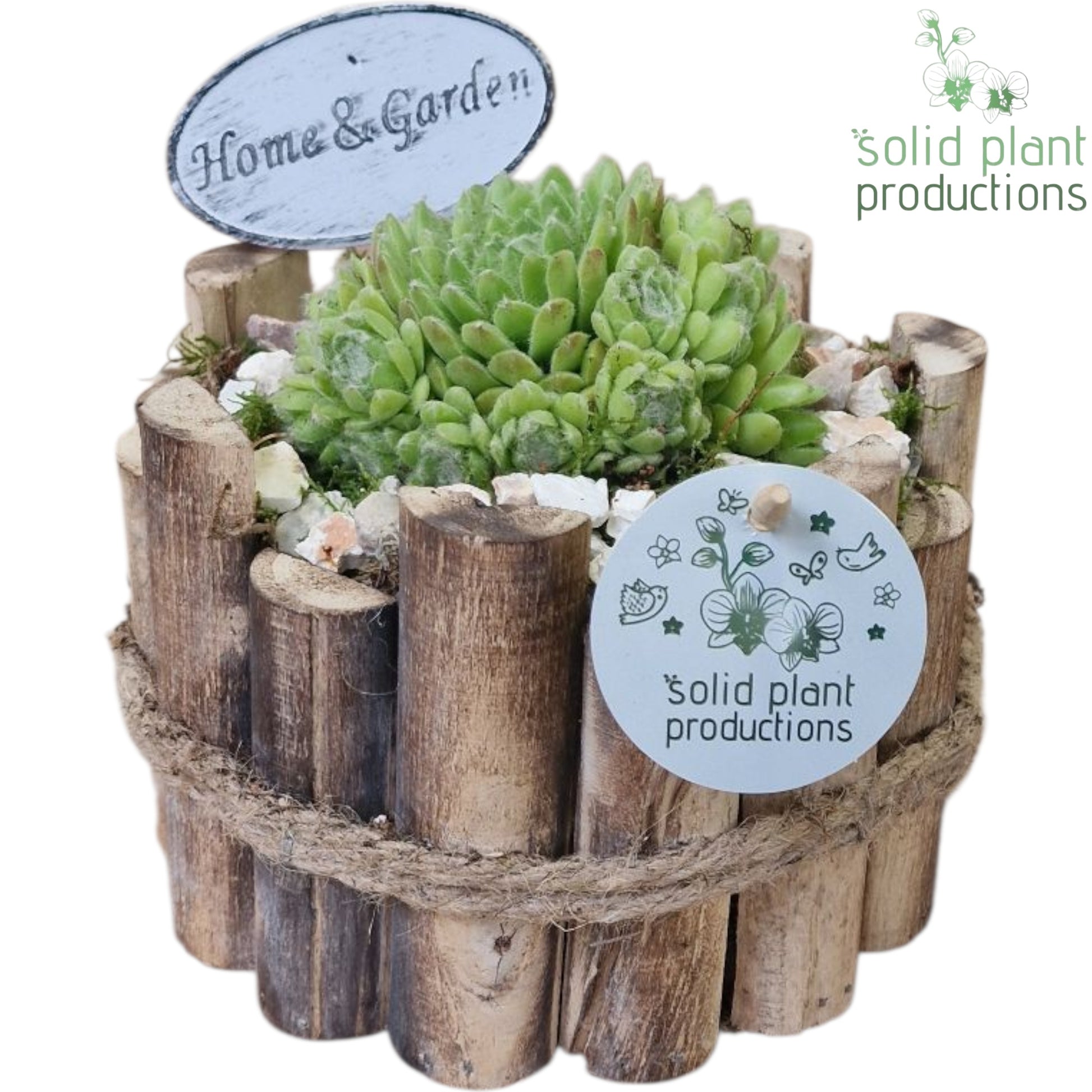 SMP009 Milano Small Sempervivum 20cm 17cm Pot