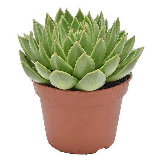 Echeveria Miranda 17cm 15cm Pot