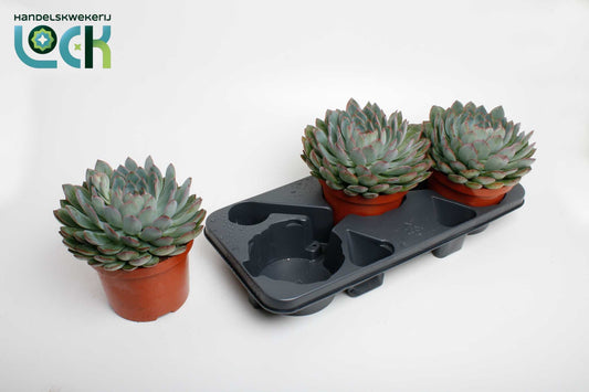 Echeveria Hybrid 30cm 17cm Pot