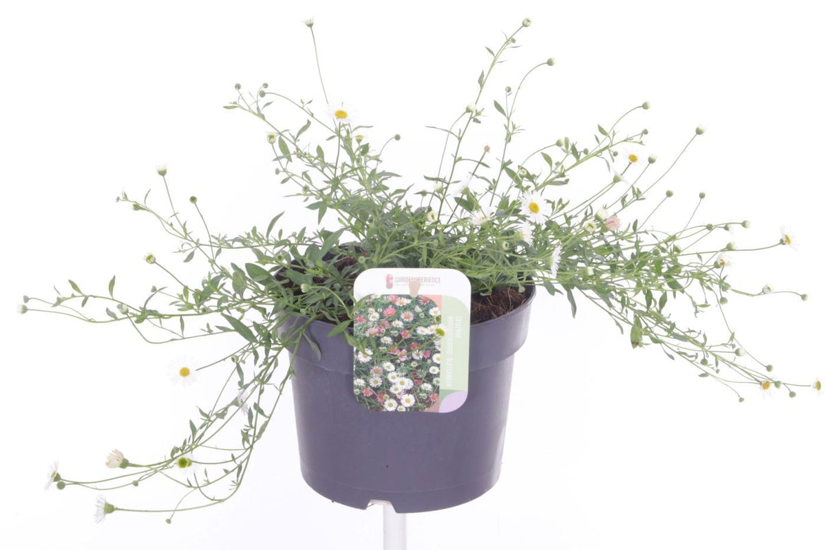 Erigeron karvinskianus 25cm 17cm Pot