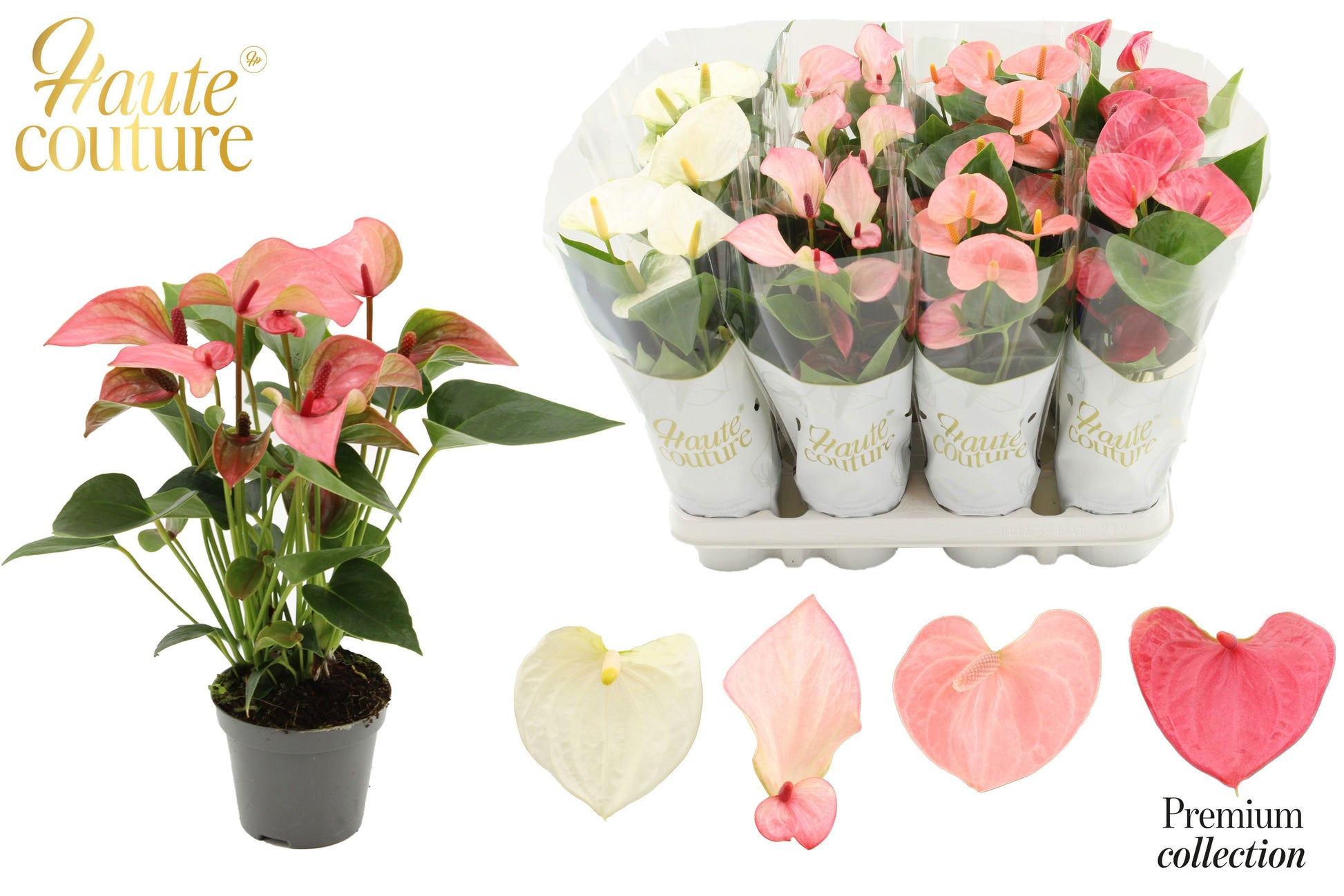 Anthurium mix 29cm 9cm Pot