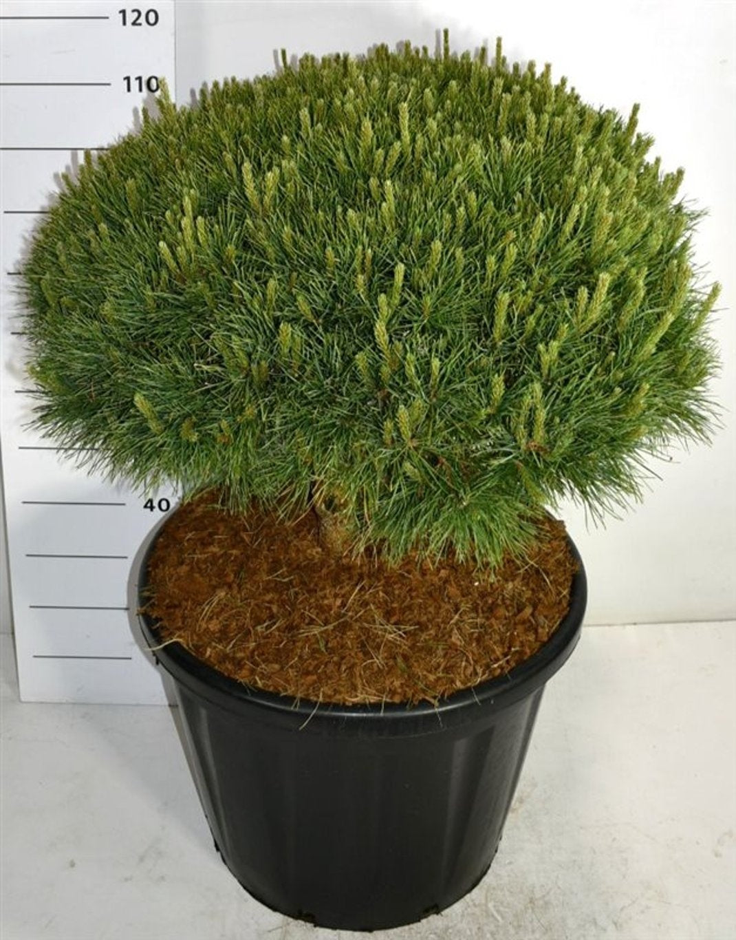 Pinus sylvestris Watereri 125cm 60cm Pot