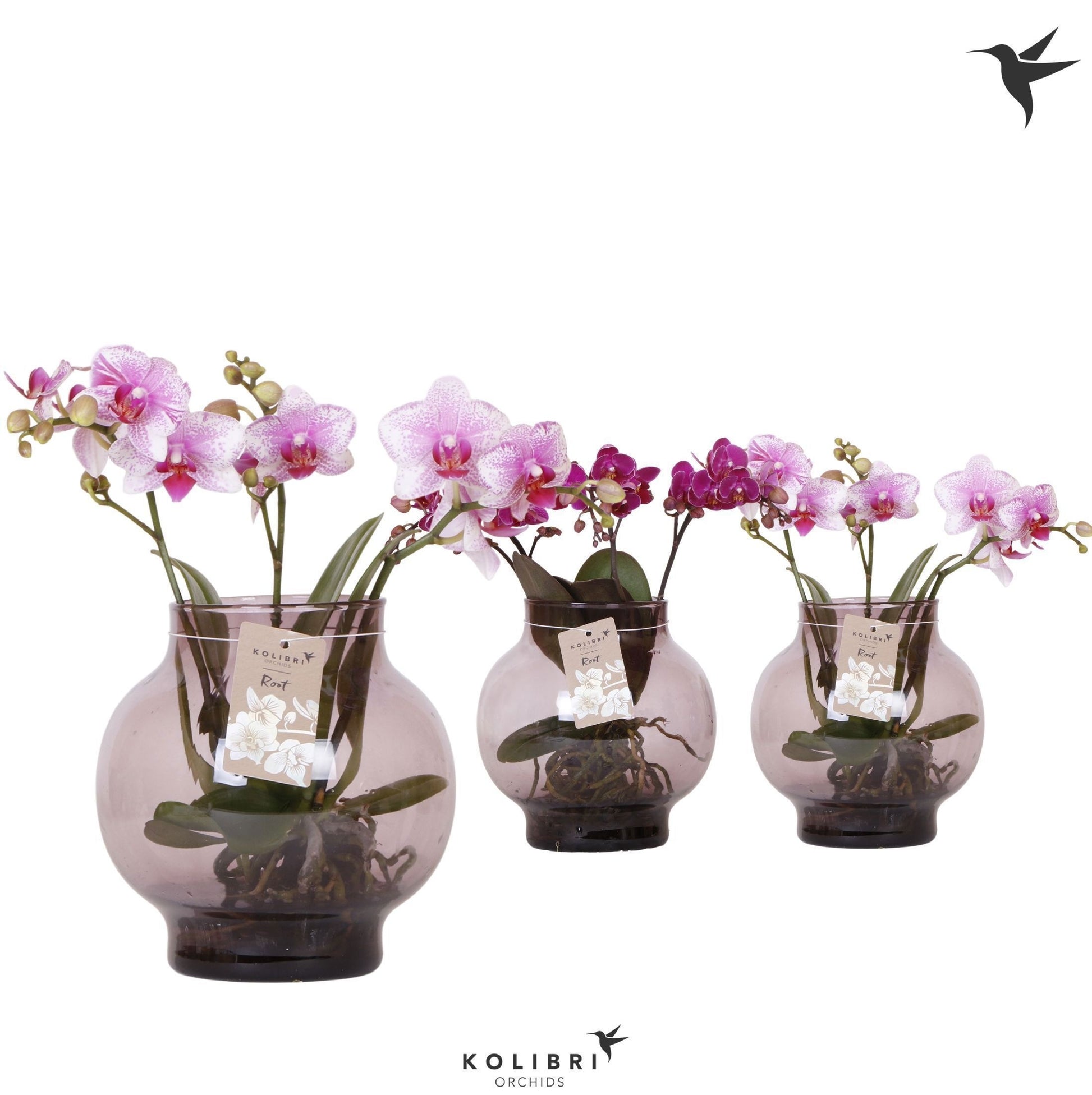 Phalaenopsis mix ceramic 50cm 16cm Pot