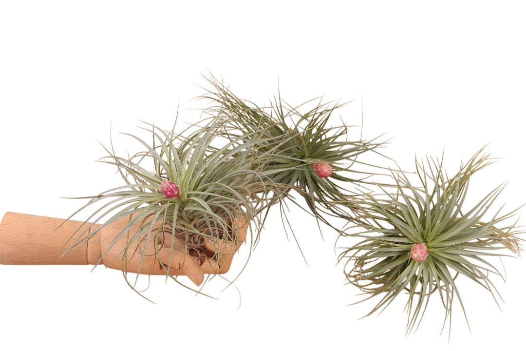 Tillandsia Cotton Candy 20cm 999cm Pot