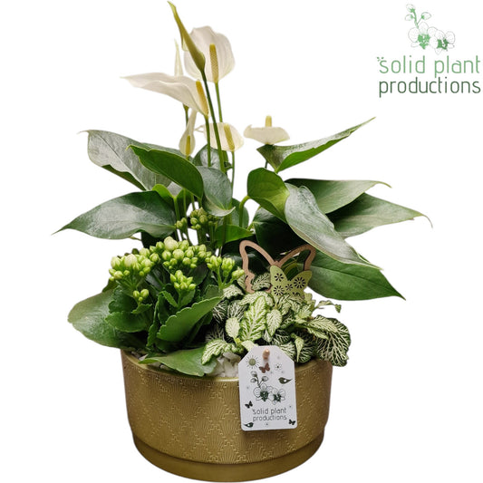 AT003 Loes Dark Green Anthurium 42cm 22cm Pot